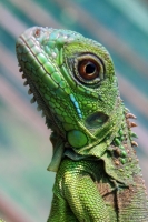 Martes 9 de agosta. Pobladores del municipio de Mazatan reproducen la especie de iguana verde para su aprovechamniento sustentable para apoyar la económia de las familias de la región dela costa chiapaneca.