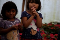 20221121. BerriozÃ¡bal. CongregaciÃ³n AmendÃº, comunidad de productores de Flor de Noche Buena.