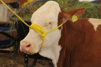Viernes 4 de septiembre del 2015. Tuxtla Gutiérrez. L amuestra gastronómica de productos chiapanecos durante el desarrollo del IV Congreso Internacional de la Leche Chiapas 2015, que se realizan en la Universidad de Ciencias y Artes de este estado del sur
