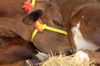Viernes 4 de septiembre del 2015. Tuxtla Gutiérrez. L amuestra gastronómica de productos chiapanecos durante el desarrollo del IV Congreso Internacional de la Leche Chiapas 2015, que se realizan en la Universidad de Ciencias y Artes de este estado del sur Viernes 4 de septiembre del 2015. Tuxtla Gutiérrez. L amuestra gastronómica de productos chiapanecos durante el desarrollo del IV Congreso Internacional de la Leche Chiapas 2015, que se realizan en la Universidad de Ciencias y Artes de este estado del sur