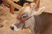 Viernes 4 de septiembre del 2015. Tuxtla Gutiérrez. L amuestra gastronómica de productos chiapanecos durante el desarrollo del IV Congreso Internacional de la Leche Chiapas 2015, que se realizan en la Universidad de Ciencias y Artes de este estado del sur