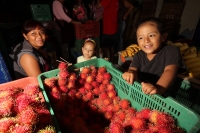 Viernes 8 de julio. Un niño de escasos 6 años de edad juega y se divierte con la lente fotográfica mientras que sus padres se dedican a la distribución del fruto del Rambután en la Central de Abastos de la ciudad de Tuxtla Gutiérrez. Este fruto es sembrad Viernes 8 de julio. Un niño de escasos 6 años de edad juega y se divierte con la lente fotográfica mientras que sus padres se dedican a la distribución del fruto del Rambután en la Central de Abastos de la ciudad de Tuxtla Gutiérrez. Este fruto es sembrad