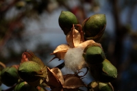 Domingo 29 de enero del 2018. Tuxtla Gutiérrez. Algunos árboles florecen durante esta temporada en las calles de la ciudad.