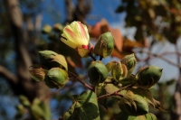 Domingo 29 de enero del 2018. Tuxtla Gutiérrez. Algunos árboles florecen durante esta temporada en las calles de la ciudad.