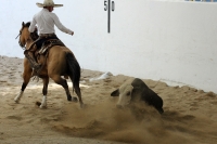 Octubre del 2016. Tuxtla Gutiérrez. El ambiente del trabajo campirano durante el Torneo Nacional Charro que se lleva a cabo en el foro Chiapas.