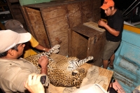 Lunes 31 de marzo del 2014. Chiapa de Corzo. Esta noche continúan las labores de rescate de varias especies de animales de las instalaciones de lo que fuera el Parque Ecoturístico Amikuu dentro del Cañón del Sumidero donde los especialistas del Zoológico 