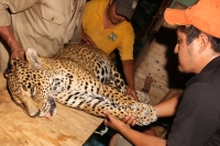 Lunes 31 de marzo del 2014. Chiapa de Corzo. Esta noche continúan las labores de rescate de varias especies de animales de las instalaciones de lo que fuera el Parque Ecoturístico Amikuu dentro del Cañón del Sumidero donde los especialistas del Zoológico 