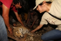 Lunes 31 de marzo del 2014. Chiapa de Corzo. Esta noche continúan las labores de rescate de varias especies de animales de las instalaciones de lo que fuera el Parque EcoturÃstico Amikuu dentro del Cañón del Sumidero donde los especialistas del Zoológico Lunes 31 de marzo del 2014. Chiapa de Corzo. Esta noche continúan las labores de rescate de varias especies de animales de las instalaciones de lo que fuera el Parque EcoturÃstico Amikuu dentro del Cañón del Sumidero donde los especialistas del Zoológico