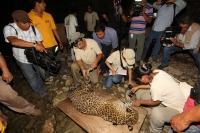 Lunes 31 de marzo del 2014. Chiapa de Corzo. Esta noche continúan las labores de rescate de varias especies de animales de las instalaciones de lo que fuera el Parque Ecoturístico Amikuu dentro del Cañón del Sumidero donde los especialistas del Zoológico 