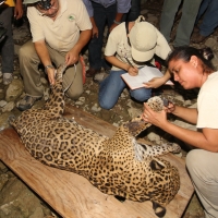 Lunes 31 de marzo del 2014. Chiapa de Corzo. Esta noche continúan las labores de rescate de varias especies de animales de las instalaciones de lo que fuera el Parque Ecoturístico Amikuu dentro del Cañón del Sumidero donde los especialistas del Zoológico 