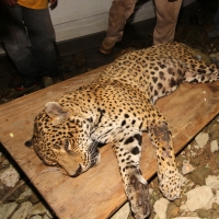 Lunes 31 de marzo del 2014. Chiapa de Corzo. Esta noche continúan las labores de rescate de varias especies de animales de las instalaciones de lo que fuera el Parque Ecoturístico Amikuu dentro del Cañón del Sumidero donde los especialistas del Zoológico 