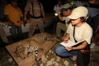 Lunes 31 de marzo del 2014. Chiapa de Corzo. Esta noche continúan las labores de rescate de varias especies de animales de las instalaciones de lo que fuera el Parque Ecoturístico Amikuu dentro del Cañón del Sumidero donde los especialistas del Zoológico 