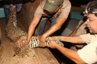 Lunes 31 de marzo del 2014. Chiapa de Corzo. Esta noche continúan las labores de rescate de varias especies de animales de las instalaciones de lo que fuera el Parque EcoturÃstico Amikuu dentro del Cañón del Sumidero donde los especialistas del Zoológico Lunes 31 de marzo del 2014. Chiapa de Corzo. Esta noche continúan las labores de rescate de varias especies de animales de las instalaciones de lo que fuera el Parque EcoturÃstico Amikuu dentro del Cañón del Sumidero donde los especialistas del Zoológico