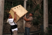 Lunes 31 de marzo del 2014. Chiapa de Corzo. Esta noche continúan las labores de rescate de varias especies de animales de las instalaciones de lo que fuera el Parque Ecoturístico Amikuu dentro del Cañón del Sumidero donde los especialistas del Zoológico 