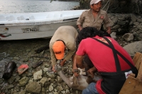 Lunes 31 de marzo del 2014. Chiapa de Corzo. Esta noche continúan las labores de rescate de varias especies de animales de las instalaciones de lo que fuera el Parque EcoturÃstico Amikuu dentro del Cañón del Sumidero donde los especialistas del Zoológico Lunes 31 de marzo del 2014. Chiapa de Corzo. Esta noche continúan las labores de rescate de varias especies de animales de las instalaciones de lo que fuera el Parque EcoturÃstico Amikuu dentro del Cañón del Sumidero donde los especialistas del Zoológico