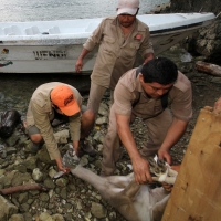 Lunes 31 de marzo del 2014. Chiapa de Corzo. Esta noche continúan las labores de rescate de varias especies de animales de las instalaciones de lo que fuera el Parque Ecoturístico Amikuu dentro del Cañón del Sumidero donde los especialistas del Zoológico 