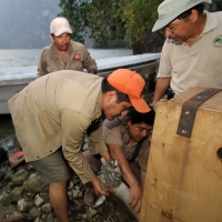 Lunes 31 de marzo del 2014. Chiapa de Corzo. Esta noche continúan las labores de rescate de varias especies de animales de las instalaciones de lo que fuera el Parque Ecoturístico Amikuu dentro del Cañón del Sumidero donde los especialistas del Zoológico 