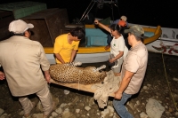 Lunes 31 de marzo del 2014. Chiapa de Corzo. Esta noche continúan las labores de rescate de varias especies de animales de las instalaciones de lo que fuera el Parque Ecoturístico Amikuu dentro del Cañón del Sumidero donde los especialistas del Zoológico 