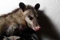 Animales Urbanos