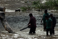 Martes 27 de septiembre del 2016. Tuxtla Gutiérrez. Trabajadores del Ayuntamiento de Tuxtla cortan el árbol que fuera arrastrado por el cauce del rio Sabinal esta madrugada