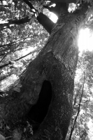 Jueves 10 de julio del 2014. Tuxtla Gutiérrez. El Jardín Botánico Dr. Faustino Miranda es uno de los pulmones de la capital del estado de Chiapas y se ubica en el primer cuadro de esta ciudad, cuenta con más de 600 especies en exhibición en un área de más