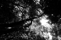 Jueves 10 de julio del 2014. Tuxtla Gutiérrez. El Jardín Botánico Dr. Faustino Miranda es uno de los pulmones de la capital del estado de Chiapas y se ubica en el primer cuadro de esta ciudad, cuenta con más de 600 especies en exhibición en un área de más