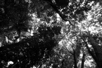 Jueves 10 de julio del 2014. Tuxtla Gutiérrez. El Jardín Botánico Dr. Faustino Miranda es uno de los pulmones de la capital del estado de Chiapas y se ubica en el primer cuadro de esta ciudad, cuenta con más de 600 especies en exhibición en un área de más Jueves 10 de julio del 2014. Tuxtla Gutiérrez. El Jardín Botánico Dr. Faustino Miranda es uno de los pulmones de la capital del estado de Chiapas y se ubica en el primer cuadro de esta ciudad, cuenta con más de 600 especies en exhibición en un área de más