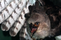 Lunes 7 de octubre del 2013. Tuxtla Gutiérrez. Imagen del Águila Arpía que se encuentra disecada y en exhibición en el Zoomat. Águila que se encuentra prácticamente extinta en Chiapas debido a la pérdida de su hábitat natural