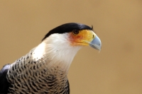 Agosto del 2014. Tuxtla Gutiérrez. Algunas de las aves en rehabilitación en el Zoomat.