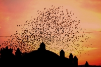 Miércoles 4 de enero del 2016. Chiapa de Corzo. El vuelo de las aves justo en el momento de la caída del sol