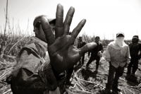 La Zafra. Las condiciones laborales de los campesinos que trabajan en la siembra y corte de la Caña de Azúcar en el ingenio San Francisco Pujiltc continúan siendo las mismas después de varias decenas de años. Migrantes, Indígenas y Niños son contratados e