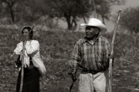 La Zafra. Las condiciones laborales de los campesinos que trabajan en la siembra y corte de la Caña de Azúcar en el ingenio San Francisco Pujiltc continúan siendo las mismas después de varias decenas de años. Migrantes, Indígenas y Niños son contratados e