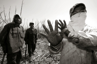 La Zafra. Las condiciones laborales de los campesinos que trabajan en la siembra y corte de la Caña de Azúcar en el ingenio San Francisco Pujiltc continúan siendo las mismas después de varias decenas de años. Migrantes, IndÃgenas y Niños son contratados e La Zafra. Las condiciones laborales de los campesinos que trabajan en la siembra y corte de la Caña de Azúcar en el ingenio San Francisco Pujiltc continúan siendo las mismas después de varias decenas de años. Migrantes, IndÃgenas y Niños son contratados e