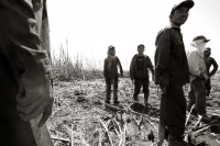La Zafra. Las condiciones laborales de los campesinos que trabajan en la siembra y corte de la Caña de Azúcar en el ingenio San Francisco Pujiltc continúan siendo las mismas después de varias decenas de años. Migrantes, Indígenas y Niños son contratados e