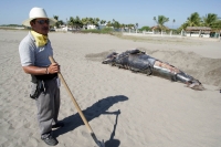 Una cría de ballena fue encontrada de manera inusual en las playas de Puerto Arista, en la costa chiapaneca en días pasados.  Los especialistas del Campamento Tortuguero entierran el cadáver del cetáceo para su posterior estudio y conservación debido a qu