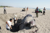 Una cría de ballena fue encontrada de manera inusual en las playas de Puerto Arista, en la costa chiapaneca en días pasados.  Los especialistas del Campamento Tortuguero entierran el cadáver del cetáceo para su posterior estudio y conservación debido a qu