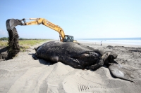 Miércoles 5 de diciembre la víspera de este día fue enterrada una Ballena Jorobada que quedo varada en las cercanías de las playas de Cabeza de Toro en la costa chiapaneca.