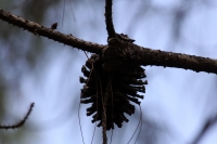 IndÃgenas de las comunidades de Teopisca en la zona altos de Chiapas, trabajan en la segunda etapa del manejo sustentable de sus bosques aprovechando la madera y reforestando los terrenos ejidales de esta comunidad. Después de 10 años de trabajos, los eji IndÃgenas de las comunidades de Teopisca en la zona altos de Chiapas, trabajan en la segunda etapa del manejo sustentable de sus bosques aprovechando la madera y reforestando los terrenos ejidales de esta comunidad. Después de 10 años de trabajos, los eji