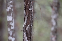 Indígenas de las comunidades de Teopisca en la zona altos de Chiapas, trabajan en la segunda etapa del manejo sustentable de sus bosques aprovechando la madera y reforestando los terrenos ejidales de esta comunidad. Después de 10 años de trabajos, los eji
