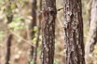 Indígenas de las comunidades de Teopisca en la zona altos de Chiapas, trabajan en la segunda etapa del manejo sustentable de sus bosques aprovechando la madera y reforestando los terrenos ejidales de esta comunidad. Después de 10 años de trabajos, los eji