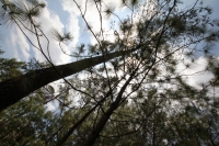 Indígenas de las comunidades de Teopisca en la zona altos de Chiapas, trabajan en la segunda etapa del manejo sustentable de sus bosques aprovechando la madera y reforestando los terrenos ejidales de esta comunidad. Después de 10 años de trabajos, los eji
