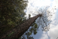 Indígenas de las comunidades de Teopisca en la zona altos de Chiapas, trabajan en la segunda etapa del manejo sustentable de sus bosques aprovechando la madera y reforestando los terrenos ejidales de esta comunidad. Después de 10 años de trabajos, los eji