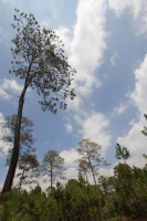 Indígenas de las comunidades de Teopisca en la zona altos de Chiapas, trabajan en la segunda etapa del manejo sustentable de sus bosques aprovechando la madera y reforestando los terrenos ejidales de esta comunidad. Después de 10 años de trabajos, los eji