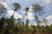 Indígenas de las comunidades de Teopisca en la zona altos de Chiapas, trabajan en la segunda etapa del manejo sustentable de sus bosques aprovechando la madera y reforestando los terrenos ejidales de esta comunidad. Después de 10 años de trabajos, los eji