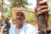 Indígenas de las comunidades de Teopisca en la zona altos de Chiapas, trabajan en la segunda etapa del manejo sustentable de sus bosques aprovechando la madera y reforestando los terrenos ejidales de esta comunidad. Después de 10 años de trabajos, los eji