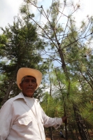 Indígenas de las comunidades de Teopisca en la zona altos de Chiapas, trabajan en la segunda etapa del manejo sustentable de sus bosques aprovechando la madera y reforestando los terrenos ejidales de esta comunidad. Después de 10 años de trabajos, los eji