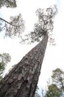 Indígenas de las comunidades de Teopisca en la zona altos de Chiapas, trabajan en la segunda etapa del manejo sustentable de sus bosques aprovechando la madera y reforestando los terrenos ejidales de esta comunidad. Después de 10 años de trabajos, los eji