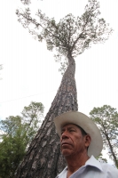 IndÃgenas de las comunidades de Teopisca en la zona altos de Chiapas, trabajan en la segunda etapa del manejo sustentable de sus bosques aprovechando la madera y reforestando los terrenos ejidales de esta comunidad. Después de 10 años de trabajos, los eji IndÃgenas de las comunidades de Teopisca en la zona altos de Chiapas, trabajan en la segunda etapa del manejo sustentable de sus bosques aprovechando la madera y reforestando los terrenos ejidales de esta comunidad. Después de 10 años de trabajos, los eji