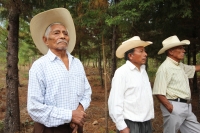 Indígenas de las comunidades de Teopisca en la zona altos de Chiapas, trabajan en la segunda etapa del manejo sustentable de sus bosques aprovechando la madera y reforestando los terrenos ejidales de esta comunidad. Después de 10 años de trabajos, los eji