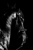 Domingo 18 de diciembre del 2016. Berriozábal. Imágenes de la cuadra de caballos de exhibición del Espectáculo Ecuestre Chiapaneco.